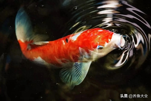 探索与揭秘:锦鱼究竟是何种鱼类,其独特的生存环境和繁殖习性揭示了什么? 探索与揭秘:锦鱼究竟是何种鱼类,其独特的生存环境和繁殖习性揭示了什么?