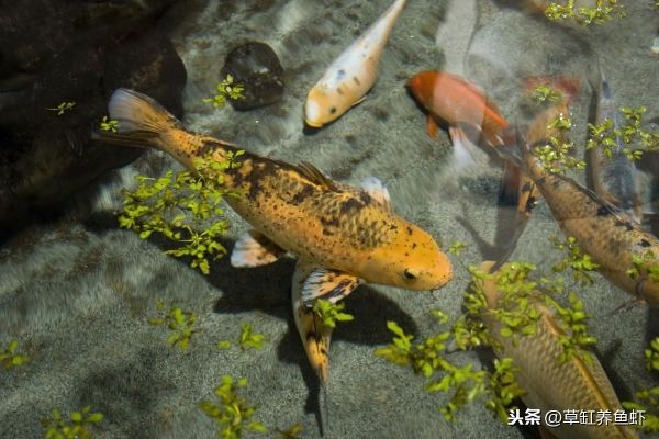 探索与揭秘:锦鱼究竟是何种鱼类,其独特的生存环境和繁殖习性揭示了什么? 探索与揭秘:锦鱼究竟是何种鱼类,其独特的生存环境和繁殖习性揭示了什么?