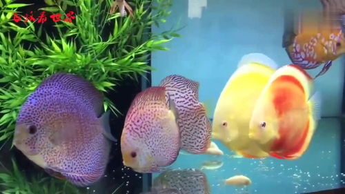 (七彩鱼的水温多少为好)七彩鱼饲养水温控制:如何调节水温才是最适宜的? (七彩鱼的水温多少为好)七彩鱼饲养水温控制:如何调节水温才是最适宜的?