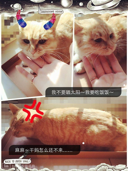 我家猫开的修仙中心:欢迎免费修炼,无广告插播,只需爱心相伴 我家猫开的修仙中心:欢迎免费修炼,无广告插播,只需爱心相伴